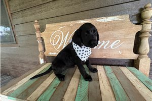 Lela - Labrador Retriever for sale