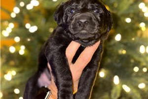 Anthony - Labrador Retriever for sale