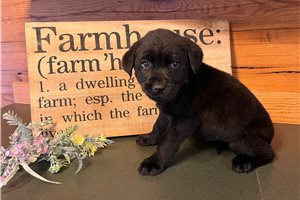 Tabitha - Labrador Retriever for sale