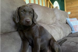 Jazmine - Labrador Retriever for sale