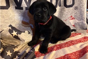 Lilly - Labrador Retriever for sale