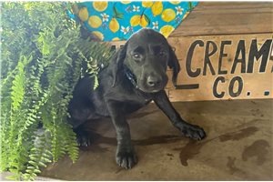 Lesha - Labrador Retriever for sale