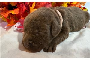 Maddie - puppy for sale