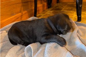 Lesha - Labrador Retriever for sale