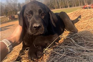Toby - puppy for sale