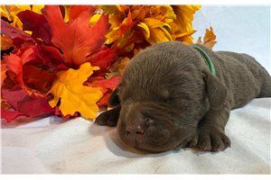 Marshall - puppy for sale