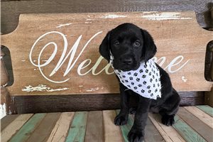 Lola - Labrador Retriever for sale
