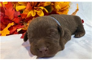 Mathias - puppy for sale