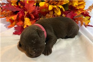 Morgan - puppy for sale