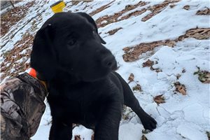 Alexander - Labrador Retriever for sale