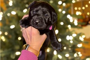 Aurora - Labrador Retriever for sale