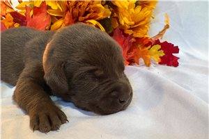 Meeko - Labrador Retriever for sale
