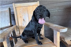 Layla - Labrador Retriever for sale
