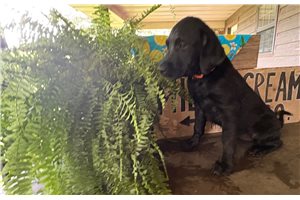 Layla - Labrador Retriever for sale