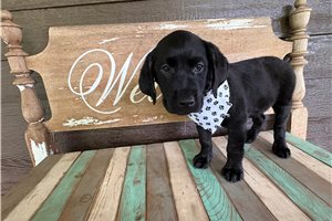 Layla - Labrador Retriever for sale