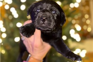 Asher - Labrador Retriever for sale