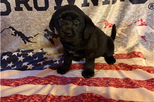 Lesha - Labrador Retriever for sale