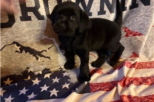 Lola - Labrador Retriever for sale