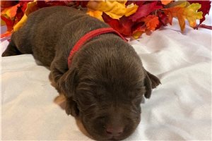 Misty - puppy for sale