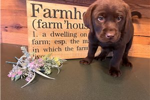 Titch - Labrador Retriever for sale