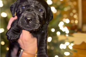 Avery - puppy for sale