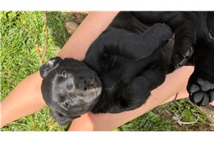 Lizzie - Labrador Retriever for sale