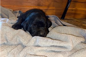 Lola - puppy for sale