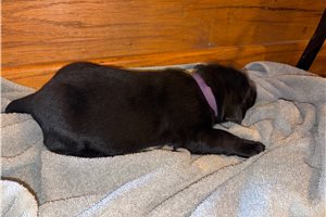 Layla - puppy for sale