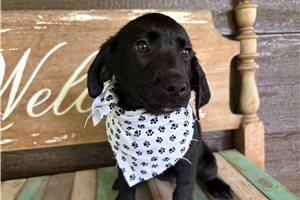 Lesha - Labrador Retriever for sale