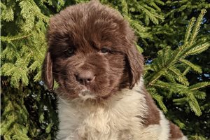 Vernon - puppy for sale