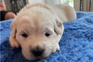 English Golden Retriever Puppies For Sale Pawrade Com