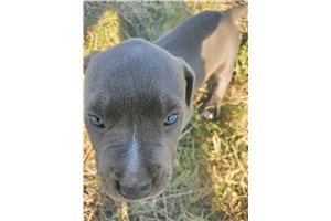 Iris - American Pit Bull Terrier for sale