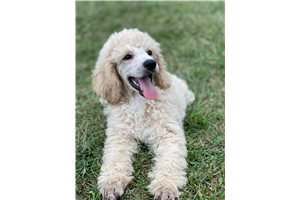 Stetson - Poodle, Standard for sale