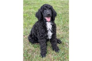 Cinch - Poodle, Standard for sale