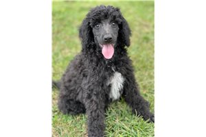 Whiskey - Poodle, Standard for sale