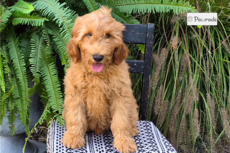 Chipper - Goldendoodle for sale