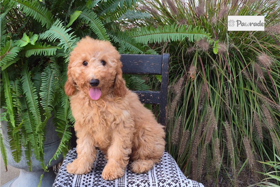 Celine - Goldendoodle for sale