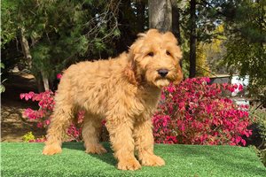 Chipper - Goldendoodle for sale