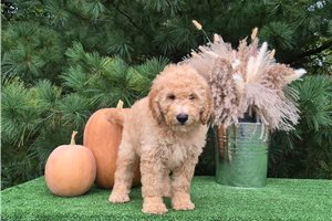 Chuck - Goldendoodle for sale