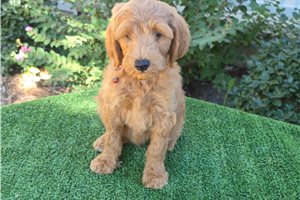 Cirrus - Goldendoodle for sale
