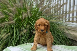 Chipper - puppy for sale
