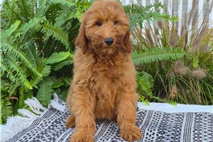 Chelsea - Goldendoodle for sale