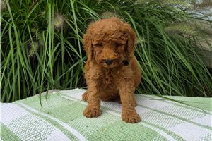 Chopper - Goldendoodle for sale