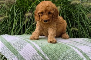 Celine - puppy for sale