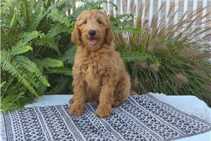Cirrus - Goldendoodle for sale