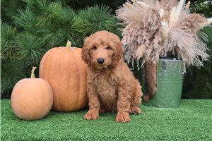 Cirrus - Goldendoodle for sale