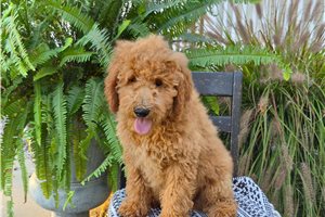 Chieftain - Goldendoodle for sale