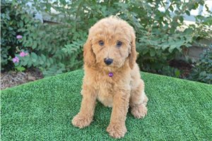Charlotte - Goldendoodle for sale