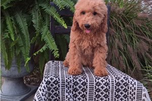 Charlotte - Goldendoodle for sale
