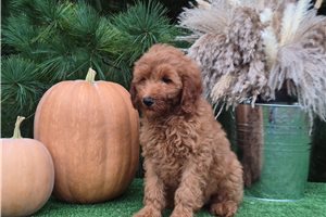 Chelsea - Goldendoodle for sale